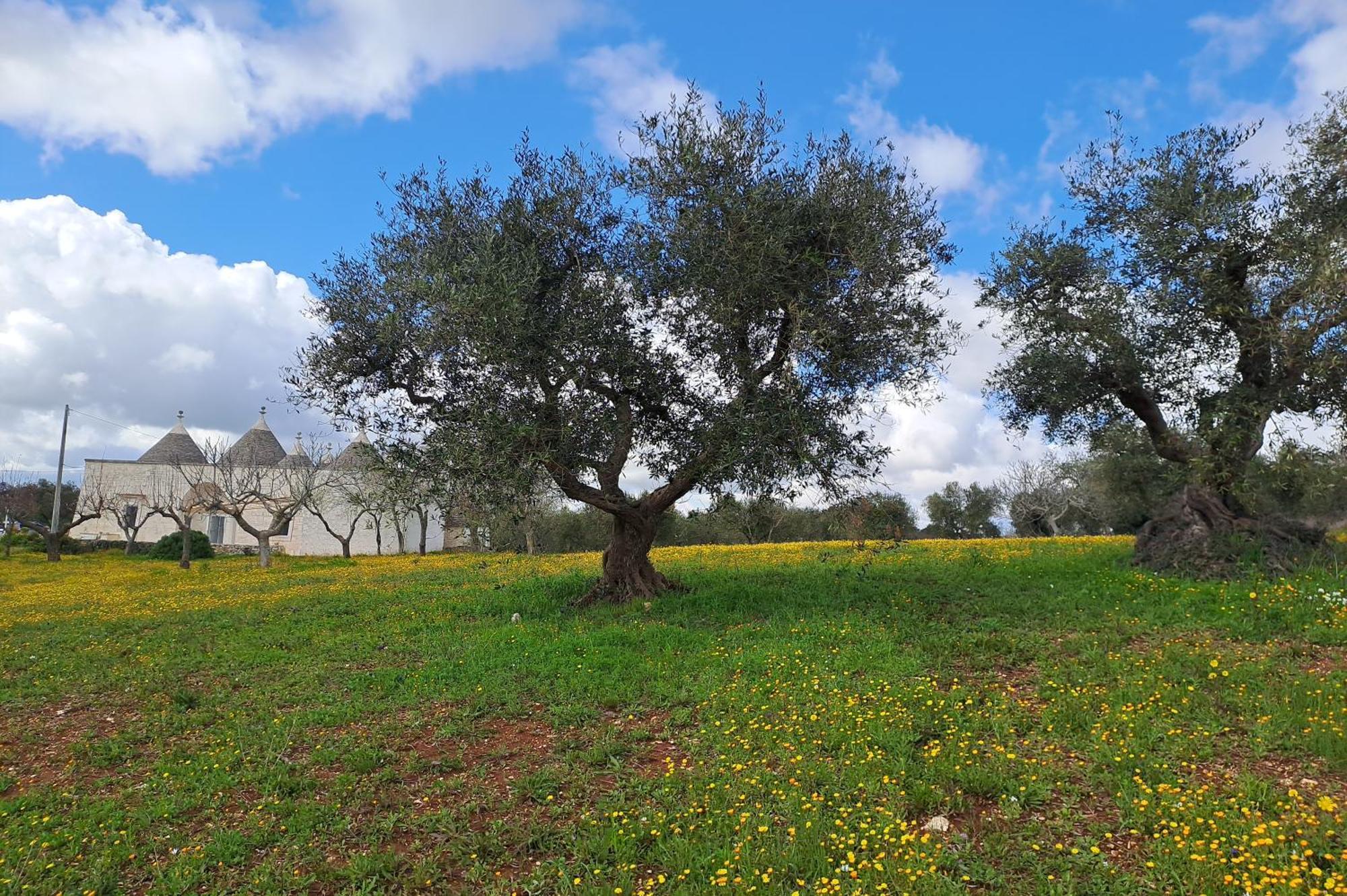 Trulli Carlo Anna Villa โลโกโรตอนโด ภายนอก รูปภาพ